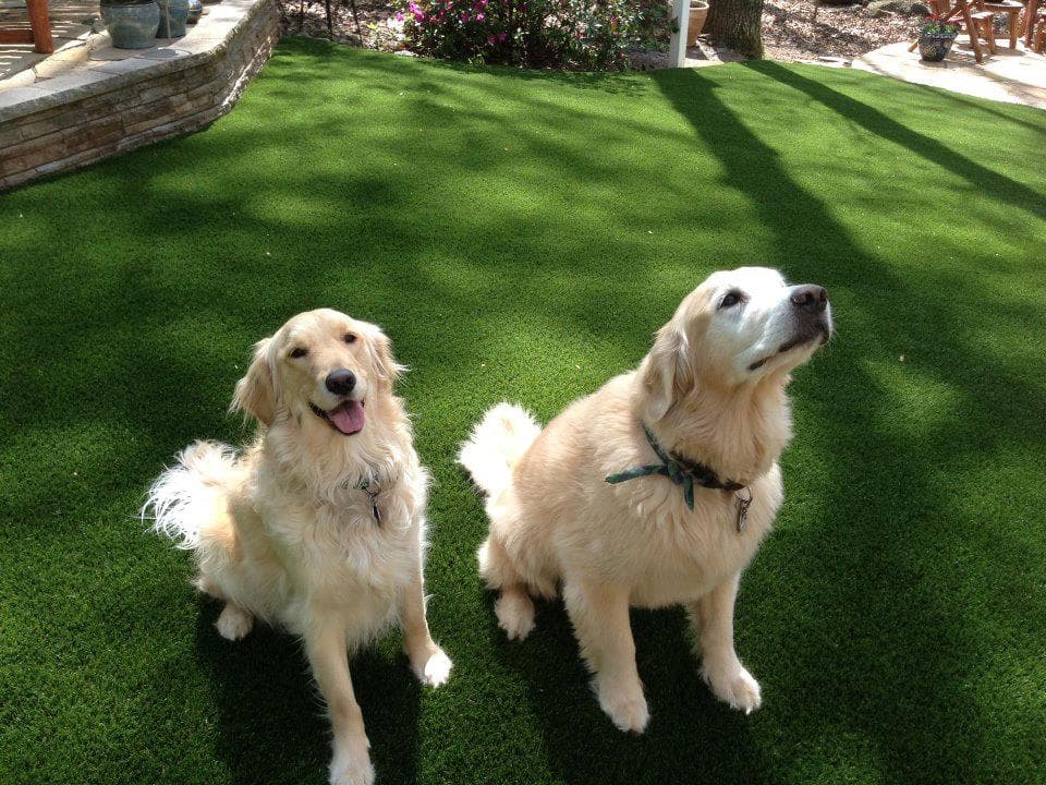 Pet Turf Installation in Arlington, TX - Artificial Turf Installation